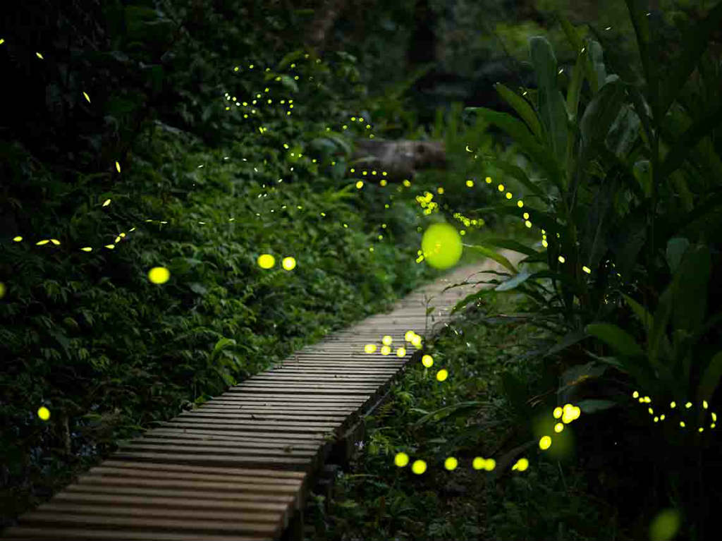 10 curiosidades de las luciérnagas